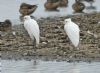 Cattle Egret at Bowers Marsh (RSPB) (Graham Oakes) (105148 bytes)