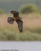 Red-footed Falcon at Vange Marsh (RSPB) (Jeff Delve) (36864 bytes)