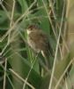 Marsh Warbler at Benfleet Downs (Steve Arlow) (56053 bytes)