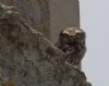 Little Owl at Rawreth (Tim Bourne) (61525 bytes)