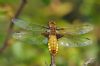 Broad-bodied Chaser at West Canvey Marsh (RSPB) (Richard Howard) (53180 bytes)