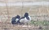Ring-necked Duck at Bowers Marsh (RSPB) (Paul Baker) (54021 bytes)