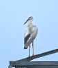 White Stork at Bowers Marsh (RSPB) (Graham Oakes) (41815 bytes)