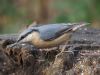 Nuthatch at Hockley Woods (Mike Clarke) (75209 bytes)