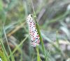 Butterflies and Moths at Bowers Marsh (RSPB) (Marc Outten) (67779 bytes)