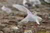 Mediterranean Gull at Private site with no public access (Richard Howard) (85715 bytes)