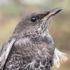 Ring Ouzel at Gunners Park (Andrew Armstrong) (123516 bytes)
