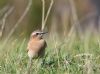 Wheatear at Gunners Park (Andrew Armstrong) (66691 bytes)