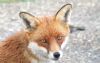 Red Fox at Wat Tyler Country Park (Paul Baker) (71077 bytes)