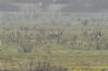 Barnacle Goose at West Canvey Marsh (RSPB) (Richard Howard) (65021 bytes)