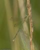 Southern Emerald Damselfly at Canvey Way (Jeff Delve) (41266 bytes)
