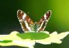 White Admiral at Belfairs Great Wood (Vince Kinsler) (50033 bytes)