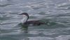 Red-throated Diver at Canvey Point (Tim Bourne) (54436 bytes)