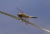 Four-spotted Chaser at Doggetts Pits (Matt Bruty) (21387 bytes)