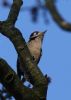 Lesser Spotted Woodpecker at Hockley Woods (Jeff Delve) (48141 bytes)