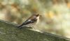 Pied Flycatcher at Wallasea Island (RSPB) (Steve Arlow) (47694 bytes)
