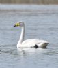 Whooper Swan at Bowers Marsh (RSPB) (Graham Oakes) (34664 bytes)