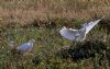 Cattle Egret at Wat Tyler Country Park (Tim Bourne) (106140 bytes)