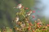 Tree Sparrow at Gunners Park (Richard Howard) (69645 bytes)