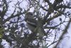 Hawfinch at Magnolia NR, Hawkwell (Vince Kinsler) (106289 bytes)
