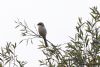 Great Grey Shrike at Bowers Marsh (RSPB) (Tim Bourne) (72458 bytes)