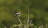Woodchat Shrike at Rochford (Steve Arlow) (35335 bytes)