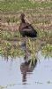 Glossy Ibis at Bowers Marsh (RSPB) (Tim Bourne) (84042 bytes)