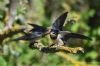 Swallow at Gunners Park (Richard Howard) (52908 bytes)