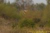 Short-eared Owl at Canvey Wick (Richard Howard) (104128 bytes)