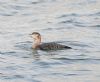 White-billed Diver at Southend Pier (Graham Oakes) (73169 bytes)
