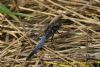 Black-tailed Skimmer at West Canvey Marsh (RSPB) (Richard Howard) (99920 bytes)