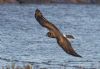Hen Harrier at Wallasea Island (RSPB) (Jeff Delve) (79168 bytes)