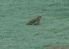 Green Woodpecker at Benfleet (Richard Howard) (151366 bytes)