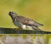Cuckoo at Bowers Marsh (RSPB) (Graham Oakes) (57425 bytes)