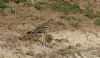 Stone Curlew at Lower Raypits (Steve Arlow) (81141 bytes)