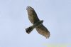 Sparrowhawk at West Canvey Marsh (RSPB) (Richard Howard) (30879 bytes)