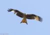 Red Kite at West Canvey Marsh (RSPB) (Jeff Delve) (22057 bytes)