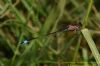 Blue-tailed Damselfly at Benfleet Downs (Richard Howard) (59033 bytes)