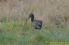 Glossy Ibis at Wat Tyler Country Park (Richard Howard) (125599 bytes)