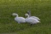 Bewick's Swan at Wallasea Island (RSPB) (Jeff Delve) (72692 bytes)