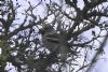 Hawfinch at Magnolia NR, Hawkwell (Vince Kinsler) (107944 bytes)