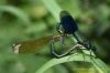 Banded Demoiselle at Cherry Orchard Country Park (Richard Howard) (61160 bytes)