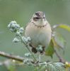 Sedge Warbler at Gunners Park (Andrew Armstrong) (76572 bytes)