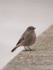 Black Redstart at Gunners Park (Bob Young) (41369 bytes)