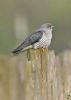 Cuckoo at Bowers Marsh (RSPB) (Graham Oakes) (48597 bytes)