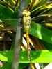 Southern Migrant Hawker at Benfleet (Tim Bourne) (106878 bytes)
