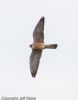 Red-footed Falcon at Vange Marsh (RSPB) (Jeff Delve) (22420 bytes)