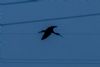 Glossy Ibis at Wat Tyler Country Park (Alan Shearman) (28892 bytes)