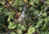 Barred Warbler at Gunners Park (Jeff Delve) (91740 bytes)