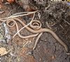 Slow-worm at South Fambridge (Paul Baker) (222758 bytes)